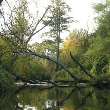 Przewodnik kajakowy po Rawce
